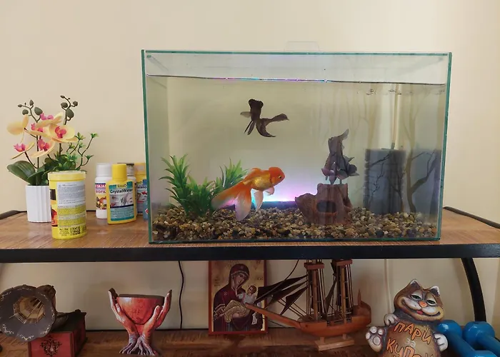 Dellux - Petra Варна