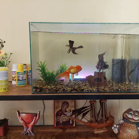 Dellux - Petra וארנה